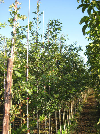 Quercus robur